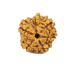 Natural 5 Mukhi Rudraksha