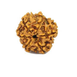 Natural 5 Mukhi Rudraksha