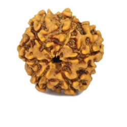 Natural 5 Mukhi Rudraksha