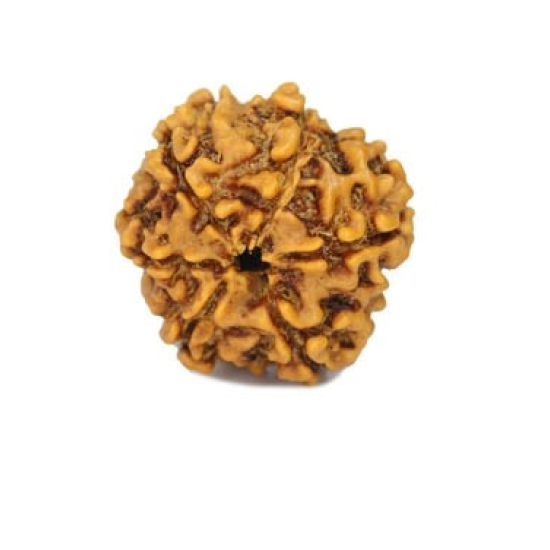 Natural 5 Mukhi Rudraksha