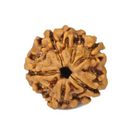 Natural 5 Mukhi Rudraksha