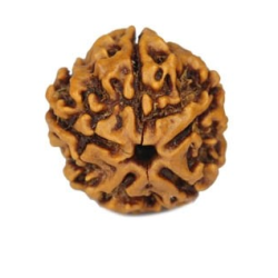 Natural 5 Mukhi Rudraksha 