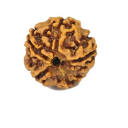 Natural 5 Mukhi Rudraksha 
