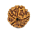 Natural 5 Mukhi Rudraksha 