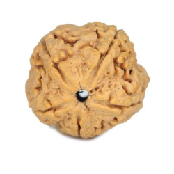 Natural 5 Mukhi Rudraksha