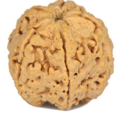Natural 5 Mukhi Rudraksha