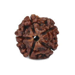 Natural 5 Mukhi Rudraksha