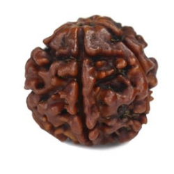Natural 5 Mukhi Rudraksha