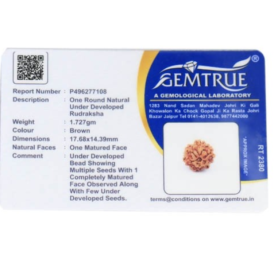 1 Mukhi Under Developed Rudraksha 18 MM