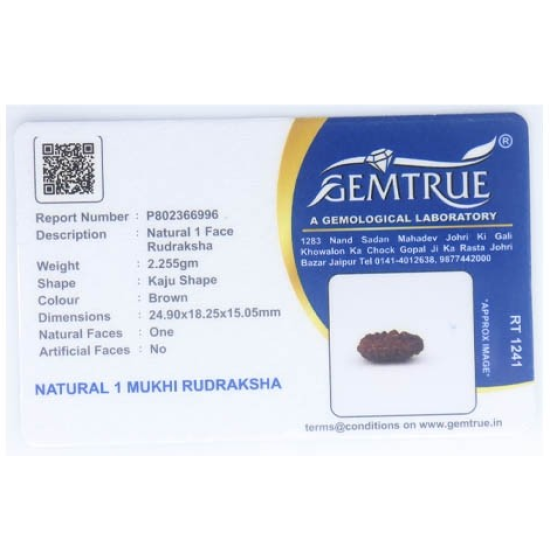 Natural 1 Mukhi Rudraksha