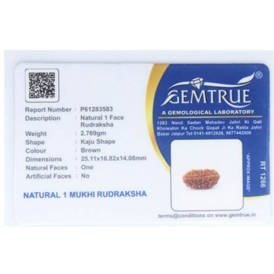 Natural 1 Mukhi Rudraksha