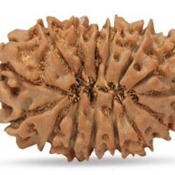 15 Mukhi Rudraksha 24 mm