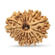 15 Mukhi Rudraksha 25 mm