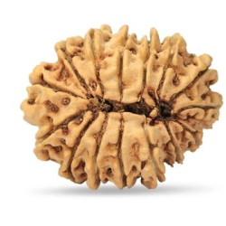 15 Mukhi Rudraksha 25 mm