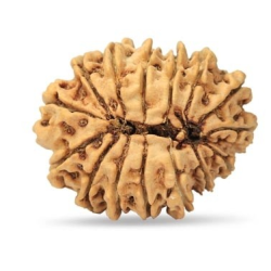15 Mukhi Rudraksha 25 mm