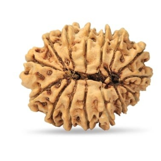 15 Mukhi Rudraksha 25 mm