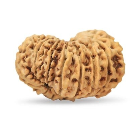 15 Mukhi Rudraksha 25 mm