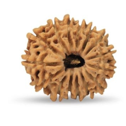 15 Mukhi Rudraksha 21 mm