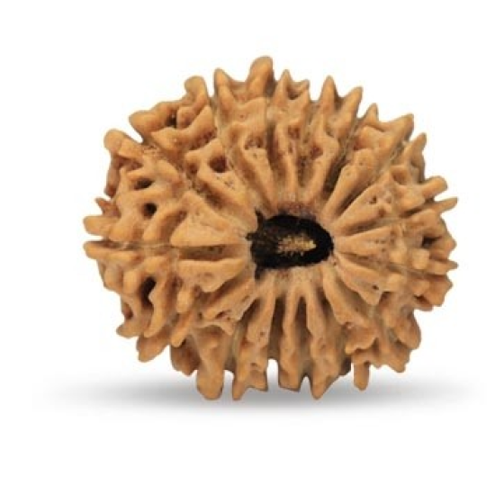 15 Mukhi Rudraksha 21 mm