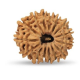 15 Mukhi Rudraksha 21 mm