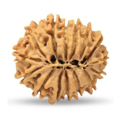 15 Mukhi Rudraksha 21 mm