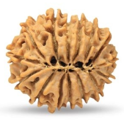 15 Mukhi Rudraksha 21 mm