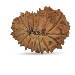 15 Mukhi Rudraksha 24 mm
