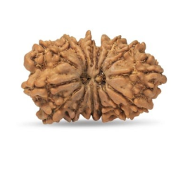 15 Mukhi Rudraksha 24 mm