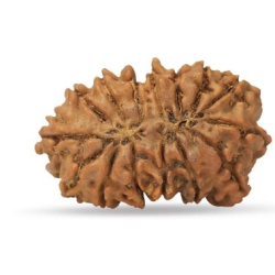 15 Mukhi Rudraksha 24 mm