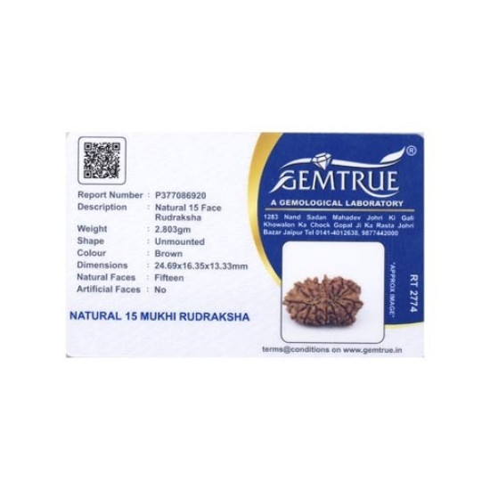 15 Mukhi Rudraksha 24 mm