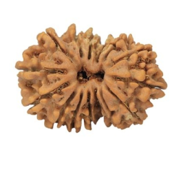 15 Mukhi Rudraksha 23 mm