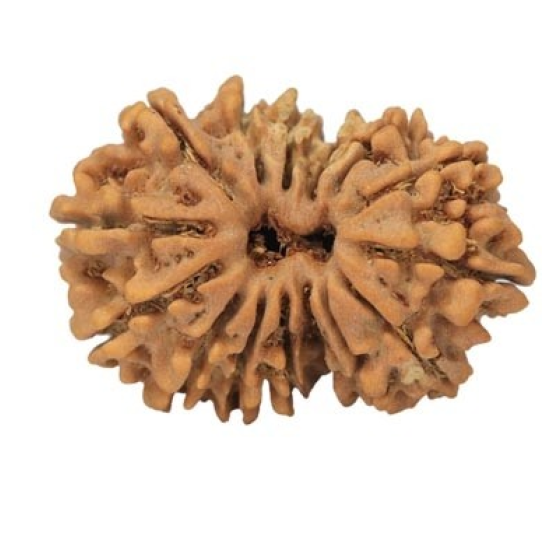 15 Mukhi Rudraksha 23 mm