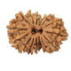 15 Mukhi Rudraksha 23 mm