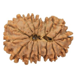 15 Mukhi Rudraksha 23 mm