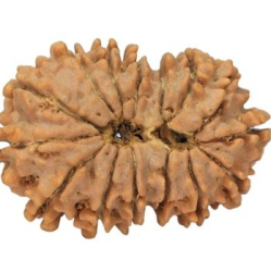 15 Mukhi Rudraksha 23 mm