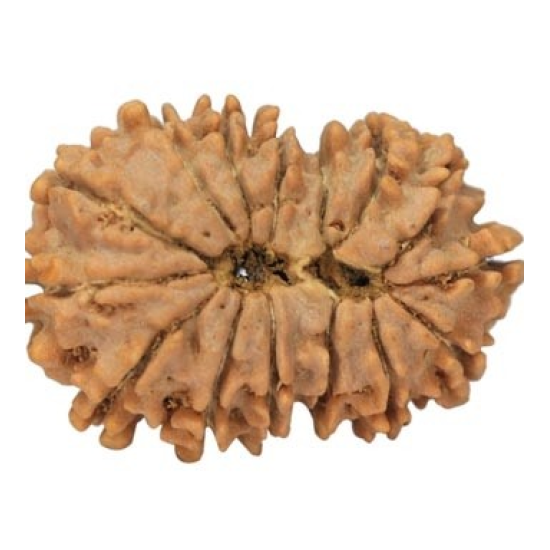 15 Mukhi Rudraksha 23 mm