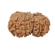 15 Mukhi Rudraksha 23 mm