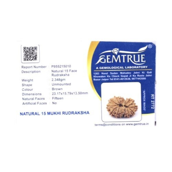 15 Mukhi Rudraksha 23 mm