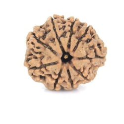 Natural Nepali 9 Mukhi Rudraksha