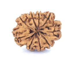Natural Nepali 9 Mukhi Rudraksha
