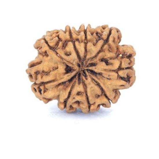 Natural Nepali 9 Mukhi Rudraksha