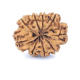 Natural Nepali 9 Mukhi Rudraksha