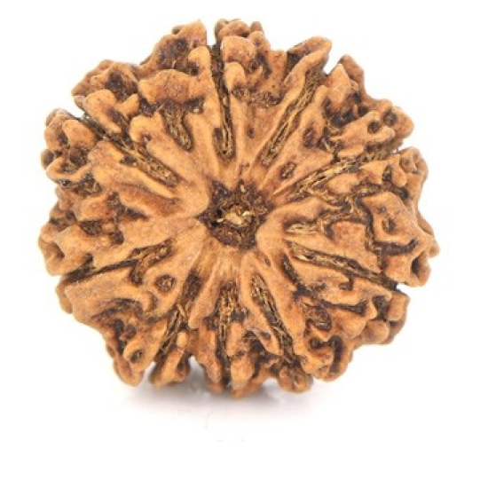 Natural Nepali 9 Mukhi Rudraksha 