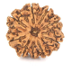 Natural Nepali 9 Mukhi Rudraksha 