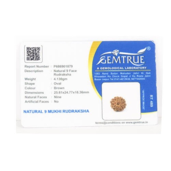 Natural Nepali 9 Mukhi Rudraksha 