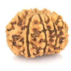 Natural Nepali 9 Mukhi Rudraksha