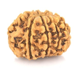 Natural Nepali 9 Mukhi Rudraksha