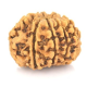 Natural Nepali 9 Mukhi Rudraksha
