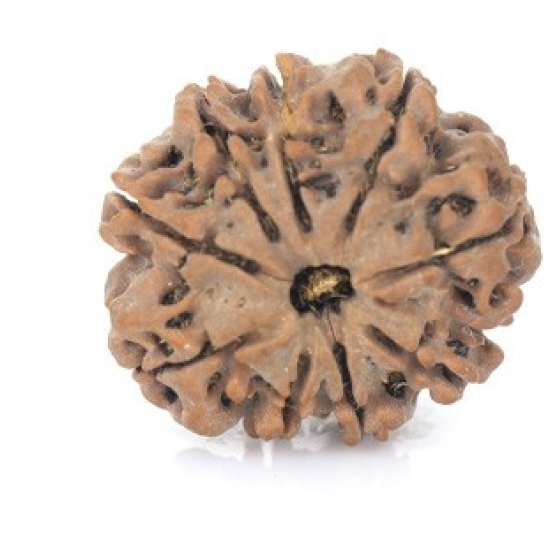 Natural Nepali 9 Mukhi Rudraksha