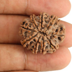 Natural Nepali 9 Mukhi Rudraksha